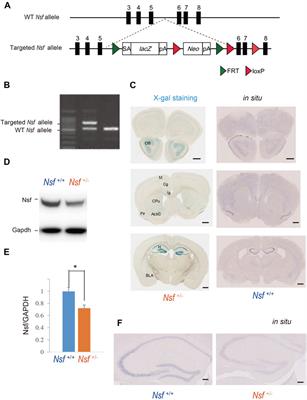 Autistic-Like Behavior and Impairment of Serotonin Transporter and AMPA Receptor Trafficking in N-Ethylmaleimide Sensitive Factor Gene-Deficient Mice
